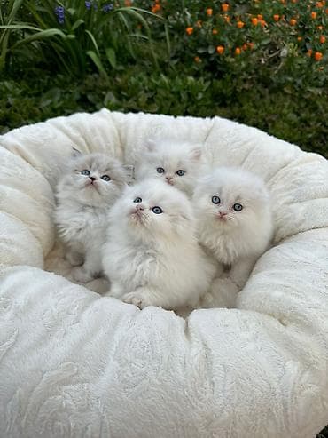 Pişiklər: Dişi, Pulsuz çatdırılma — 4