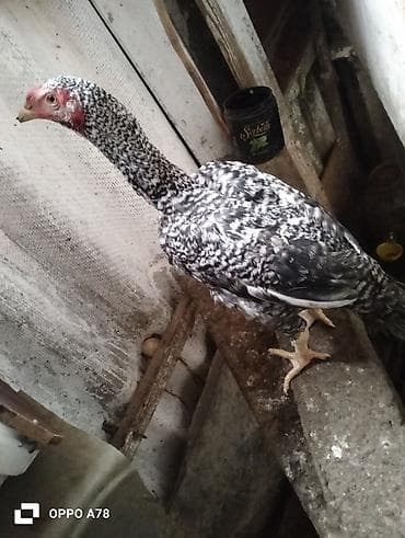 fireng qusu: Yeni banlayan heyrati xoruzdu heyrati feresi Brahma xorzuyla deyişerem — 3