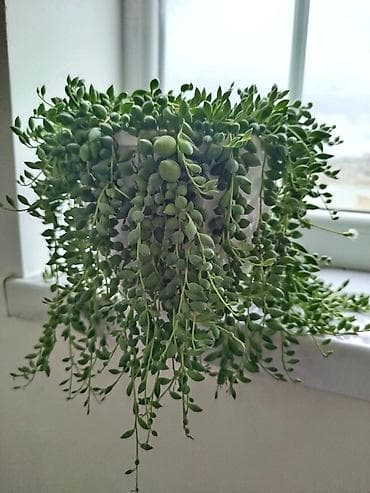 ev bitkiləri: Succulent – Senecio rowleyanus (String of Pearls) asma formada - — 1