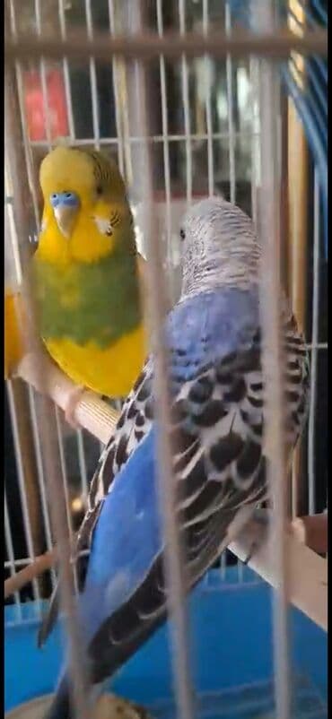 sultan quşu: Bala verməyə hazırlaşan muhabbət quşları.Sağlamdırlar və aktiv — 6