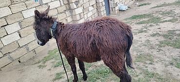 atlar cütləşməsi: Bogazdı cox fağlr eşekdi qacmaqda yaxşı dl — 3