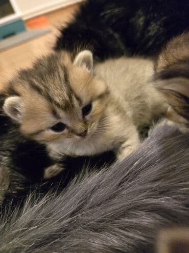 pişiyə verilən adlar: Britan — 5