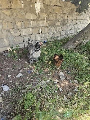 it yemi satisi: Toyuq, Brama, Yumurtalıq, Ünvandan götürmə — 2