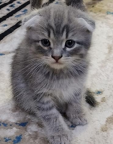 Şotland yastı qulaq — 8