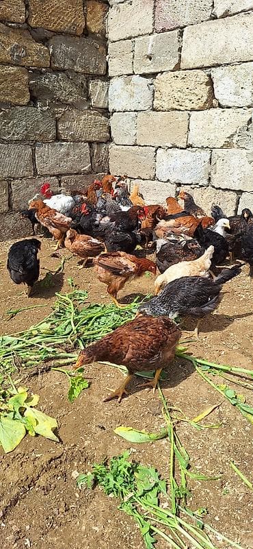 inqivator cuce: Toyuq cücələri, Damazlıq, Ödənişli çatdırılma — 4