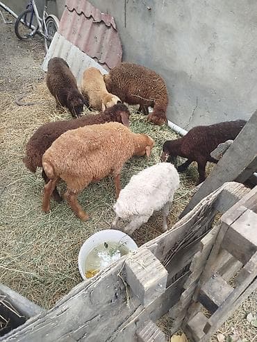 Satış üçün quzu/qoyun sürüsü - Şəkillərdə müxtəlif rəngdə (ağ — 3