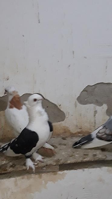 qus iran: Hunkariler.hazir bala veren cutler erkeyi qara cep mayasi sari cil ve — 5
