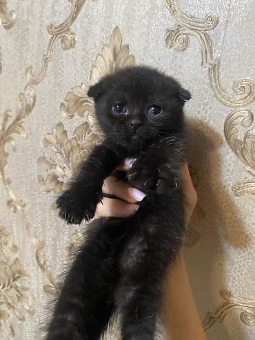 Кошки: Шотладская вислоухая — 2