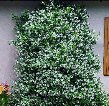 Çöl bitkiləri: Visderia satışı 🌿 Kalistamon satışı 🌺 Ətirli Jasmin satışı 🌸 Bağ — 2