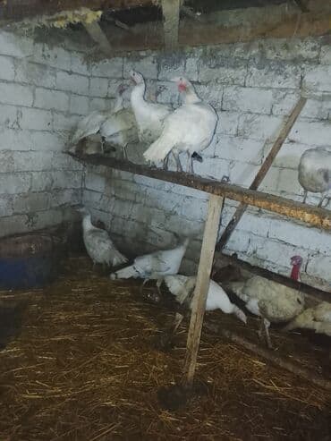 Taclar: Erkək, Ətlik — 2