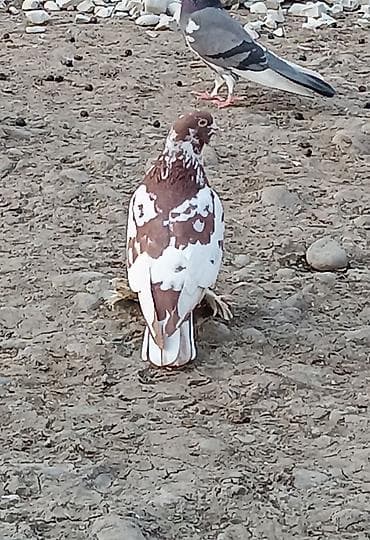 deve quşu: Oynaq qızğın erkəkdi qara mayadı sağlam dı — 1