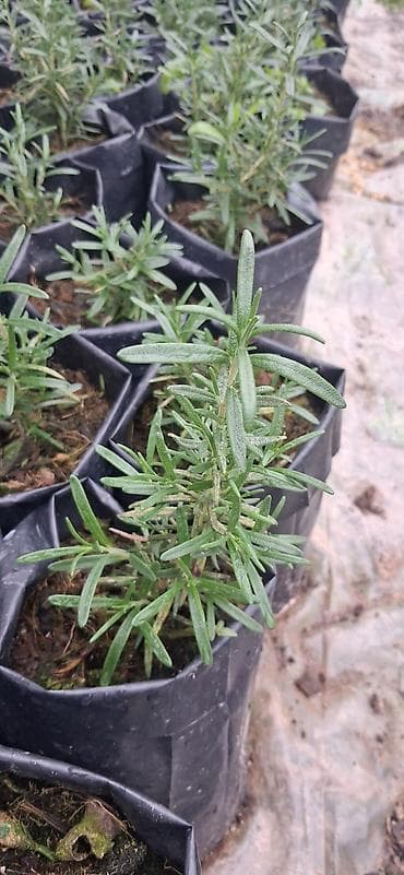 Məhsul: Rozmarin (Rosmarinus officinalis) fidanları – torflu