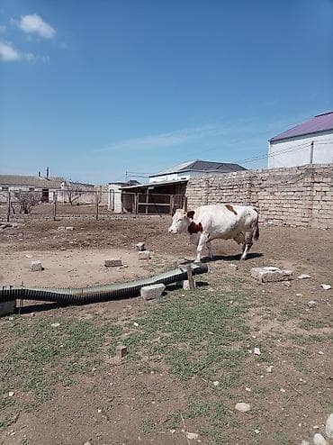 şvis inək: Südlük inək – 4 baş - Cins: qarışıq südlük (qara-ağ və ağ-qəhvəyi — 2