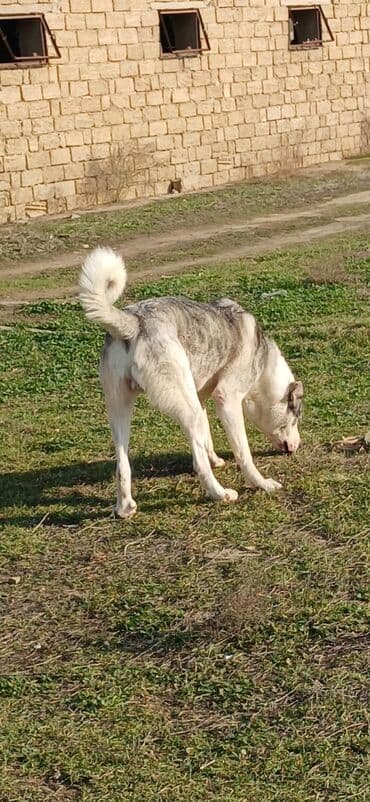 Lexus: Qurdbasar, 1 il, Erkek, Peyvəndli, Ödənişli çatdırılma — 3