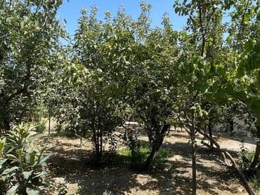 kənd əhmədli: 7 sot, Kənd təsərrüfatı, Mülkiyyətçi, Kupça (Çıxarış), Texniki pasport — 22