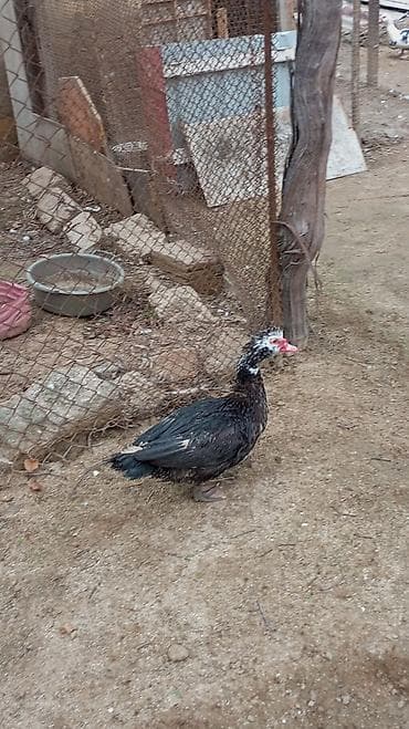 pitbull tap az: Erkey Muscovy ördəyi (barbarı) – qara rəngli, ağ ləkəli baş və qırmızı — 3