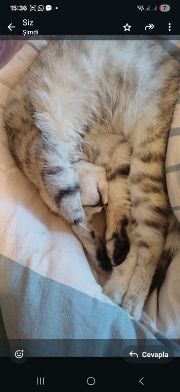 животные в добрые руки: Бенгальская, Самка, В добрые руки — 3