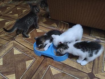 keci: Siam — 2