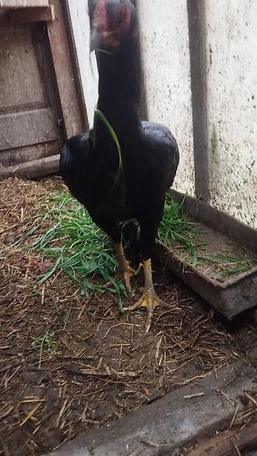 Akvariumlar: Balaliqdan mendedir doyuwken heratin balasidir. anasi ozu sortda — 3