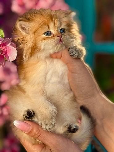 bakida at bazari: Şinşilla, Pulsuz çatdırılma — 3