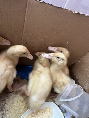 ördək balası satışı: Məhsul: Sarı ördək balaları (qarton qutuda, bir neçə baş) Təsvir: - — 3