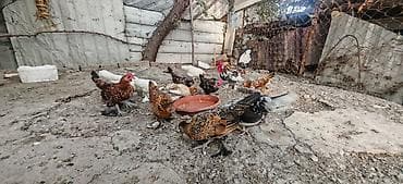 bantam: Toyuq, Damazlıq — 4