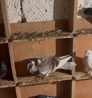 Gəmiricilər: Satilir erkeydi miz kəkil saz heyvandi👍🧿🤝 — 3