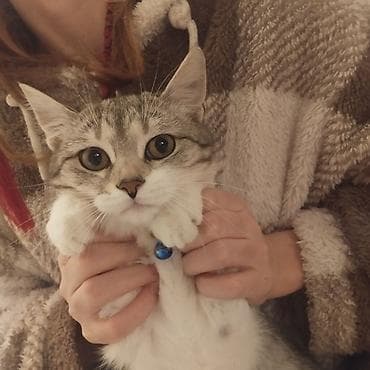 sinsila pisik: Sevimli ev pişiyi – boz-ağ qabarıq zolaqlı tüklər, iri ifadəli gözlər — 1