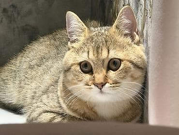 Şinşilla, Erkək, Cütləşmə üçün