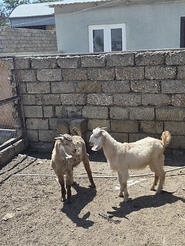 K/t heyvanları və malları: Salam 2 dene erkek kök helebler saglam arpa yonca yeyen heyvanlardı — 2