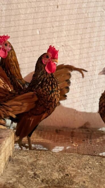 Digər kənd təsərrüfatı heyvanları: Toyuq, Damazlıq — 1