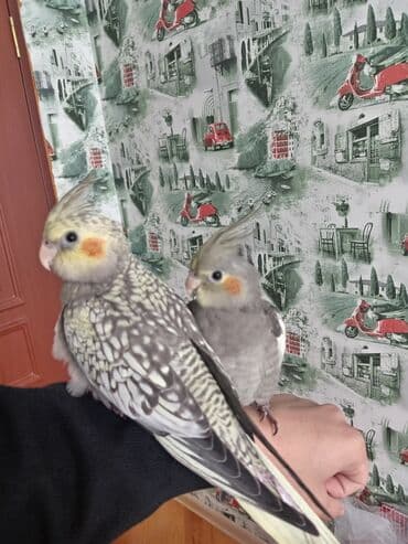 əbabil quşunun qiyməti: Salam, şəkillər 2 aylıqında çəkilib indi 5 aylıqdılar boz erkək, çilli — 5