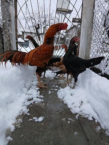 qoyun satisi: Heyrati cinsine mexsus 2 ay 10 20 gunun arasu cuceler satilir Ana — 2