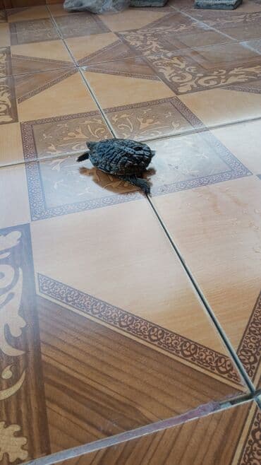 akvarium: Salam su tıspağasıdı — 3