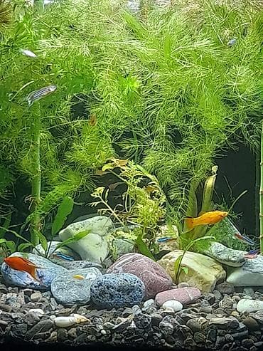 skalyari: Dördbucaq akvarium, Balıqlarla birlikdə, 100 l, Ünvandan götürmə — 4