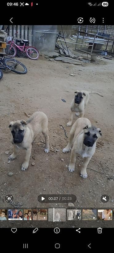 Kanqal lalafo.az -da Kanqal