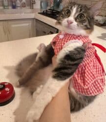 pişikler: Şinşilla, Yaxşı əllərə — 2