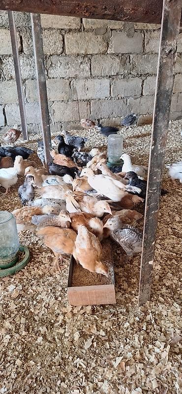 cücə alıram: Toyuq cücələri, Damazlıq — 2