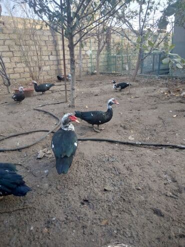kayuqa ordek: Muscovy ördəkləri (hind ördəyi) – qara-ağ rəngli sürü - Növ — 2