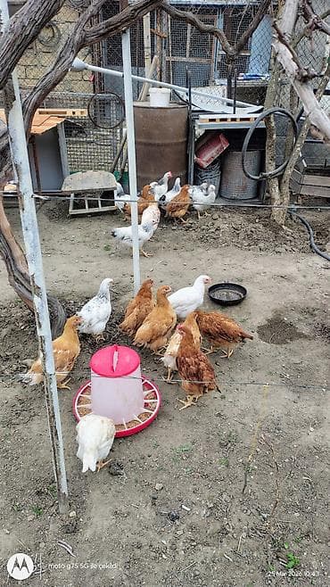 hovsanda cuce satisi: Toyuq, Ətlik — 2