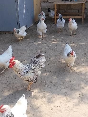 Salam Şəkildə gördüyünüz tam sağlam xoruzlar və toyuglar satılır