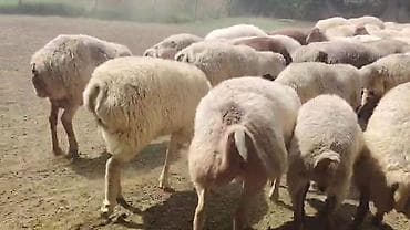 sudluk inek satilir: Dişi, il: 1, Damazlıq, Pulsuz çatdırılma — 1