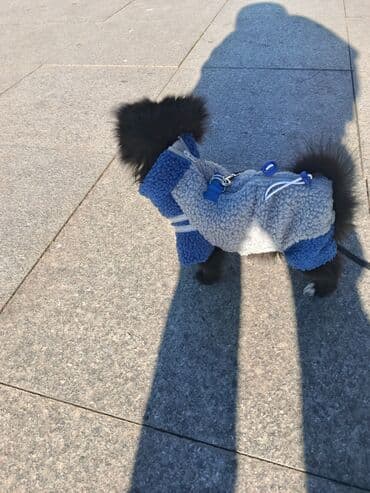 Yemlər: Məhsul: Kiçik itlər üçün qış kombinezonu + qoşqu çıxışı Təsvir: - — 4