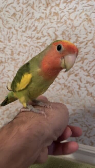 danişan quş: -Əl quşu 3 aylıq hər evin yaraşığı, üzərində 7 rəng var — 1