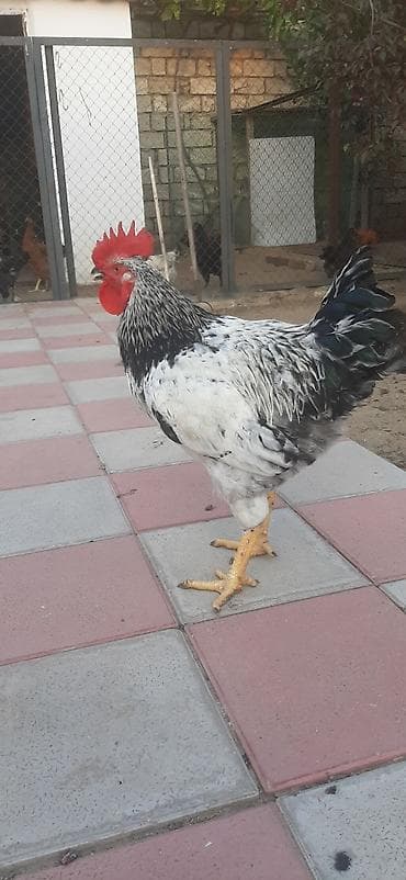 doyusken xoruzlar: Məhsul: Xoruz - Cins/Tip: Ağ-qara naxışlı, parlaq tünd-yaşıl quyruqlu — 7