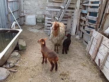 Əkiz balali tam sağlam heyvandi