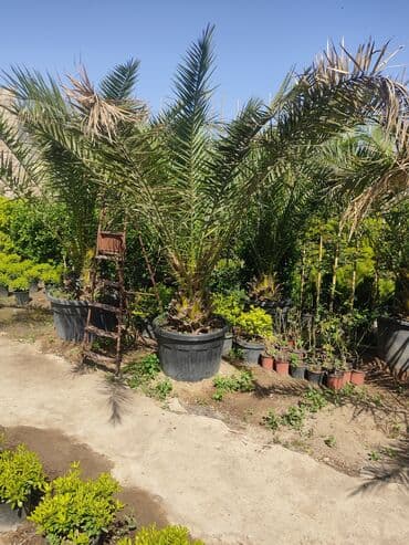 üzüm ağacı: Dekorativ ağaclar gül çiçək qazon torf torpaq ağdaşlar satşi ağacların — 3