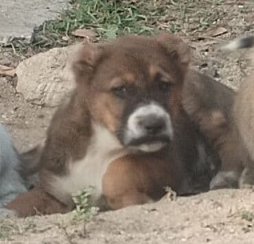 собаку объявление продам: Гурдбасар, 2 месяца, Самец, С прививками, Самовывоз — 3