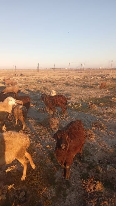 quzu satisi: Satılır: Qoyun-keçi sürüsü - Növ: Xalı, yerli qarabaş tiplərində — 5