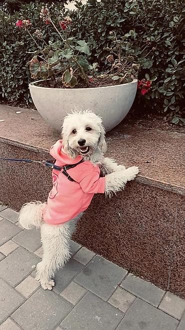 Erkey pudel,maltes axtarılır cütlesdirmey üçün